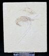 Cretaceous Fossil Shrimp Carpopenaeus - Lebanon #20892-1